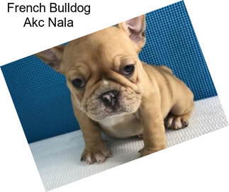 French Bulldog Akc Nala