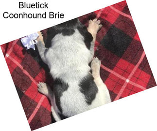 Bluetick Coonhound Brie