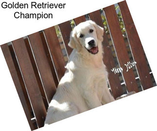 Golden Retriever Champion