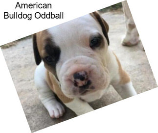 American Bulldog Oddball