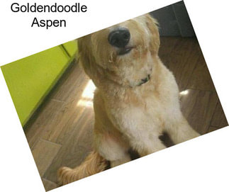 Goldendoodle Aspen
