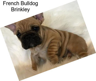 French Bulldog Brinkley
