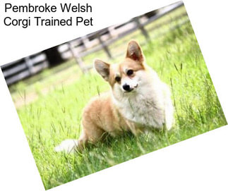 Pembroke Welsh Corgi Trained Pet