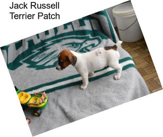 Jack Russell Terrier Patch