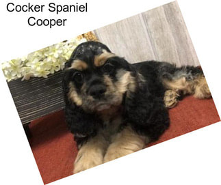 Cocker Spaniel Cooper