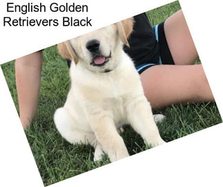 English Golden Retrievers Black