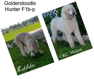 Goldendoodle Hunter F1b-p