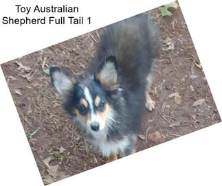 Toy Australian Shepherd Full Tail 1