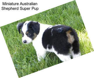 Miniature Australian Shepherd Super Pup