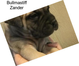 Bullmastiff Zander
