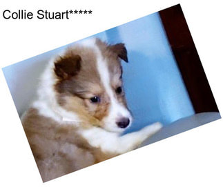 Collie Stuart*****