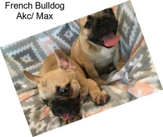 French Bulldog Akc/ Max