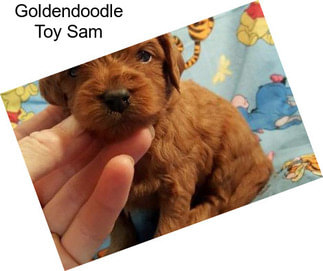 Goldendoodle Toy Sam