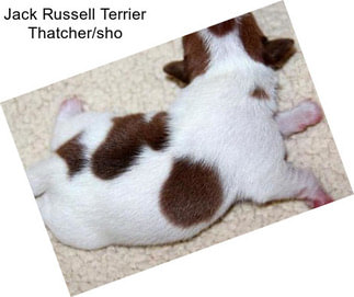 Jack Russell Terrier Thatcher/sho