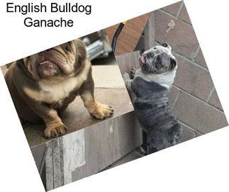 English Bulldog Ganache