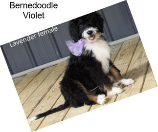 Bernedoodle Violet