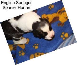 English Springer Spaniel Harlan