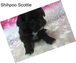 Shihpoo Scottie