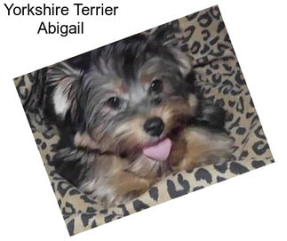 Yorkshire Terrier Abigail