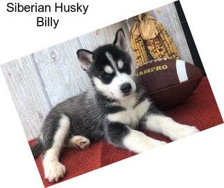 Siberian Husky Billy