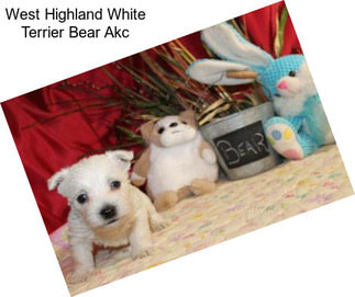 West Highland White Terrier Bear Akc