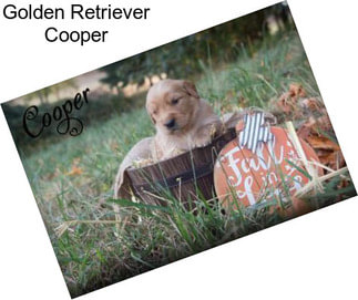 Golden Retriever Cooper