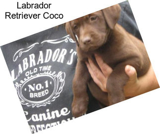 Labrador Retriever Coco