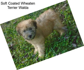 Soft Coated Wheaten Terrier Walda