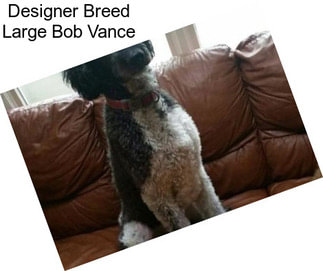 Designer Breed Large Bob Vance