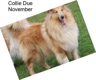 Collie Due November