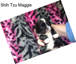 Shih Tzu Maggie