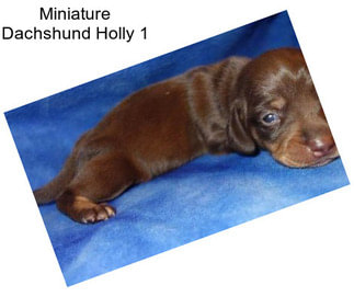 Miniature Dachshund Holly 1