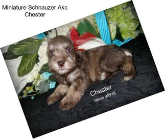 Miniature Schnauzer Akc Chester