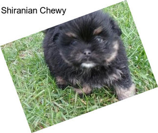 Shiranian Chewy