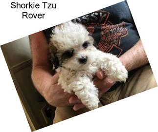 Shorkie Tzu Rover