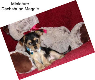 Miniature Dachshund Maggie