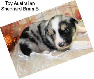 Toy Australian Shepherd Bmm B