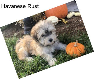 Havanese Rust