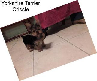 Yorkshire Terrier Crissie