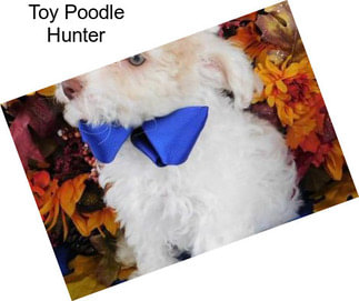 Toy Poodle Hunter