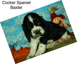 Cocker Spaniel Baxter