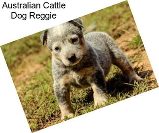 Australian Cattle Dog Reggie