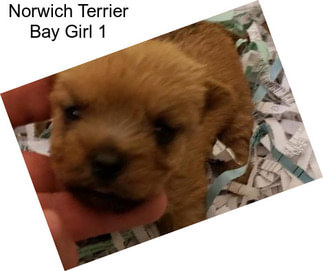 Norwich Terrier Bay Girl 1