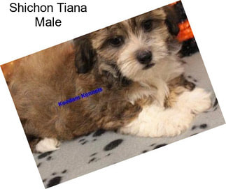 Shichon Tiana Male