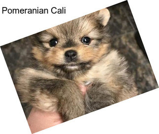 Pomeranian Cali