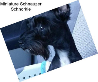 Miniature Schnauzer Schnorkie