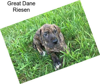 Great Dane Riesen