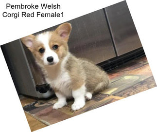 Pembroke Welsh Corgi Red Female1