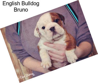 English Bulldog Bruno