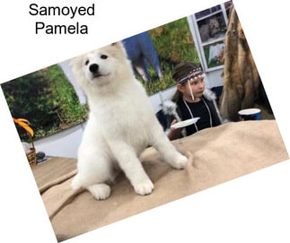 Samoyed Pamela